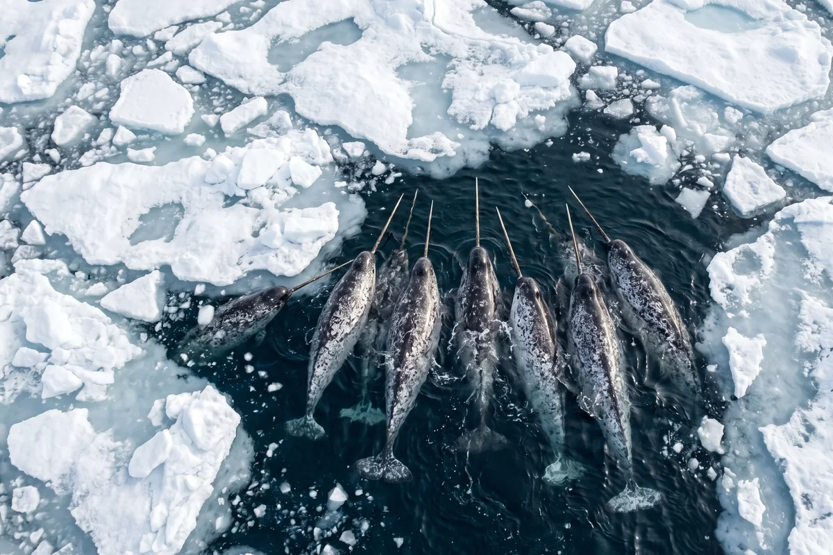 Aerial illustration of a pod of narwhals swimming together in an ice-edge channel, tusks fanned out