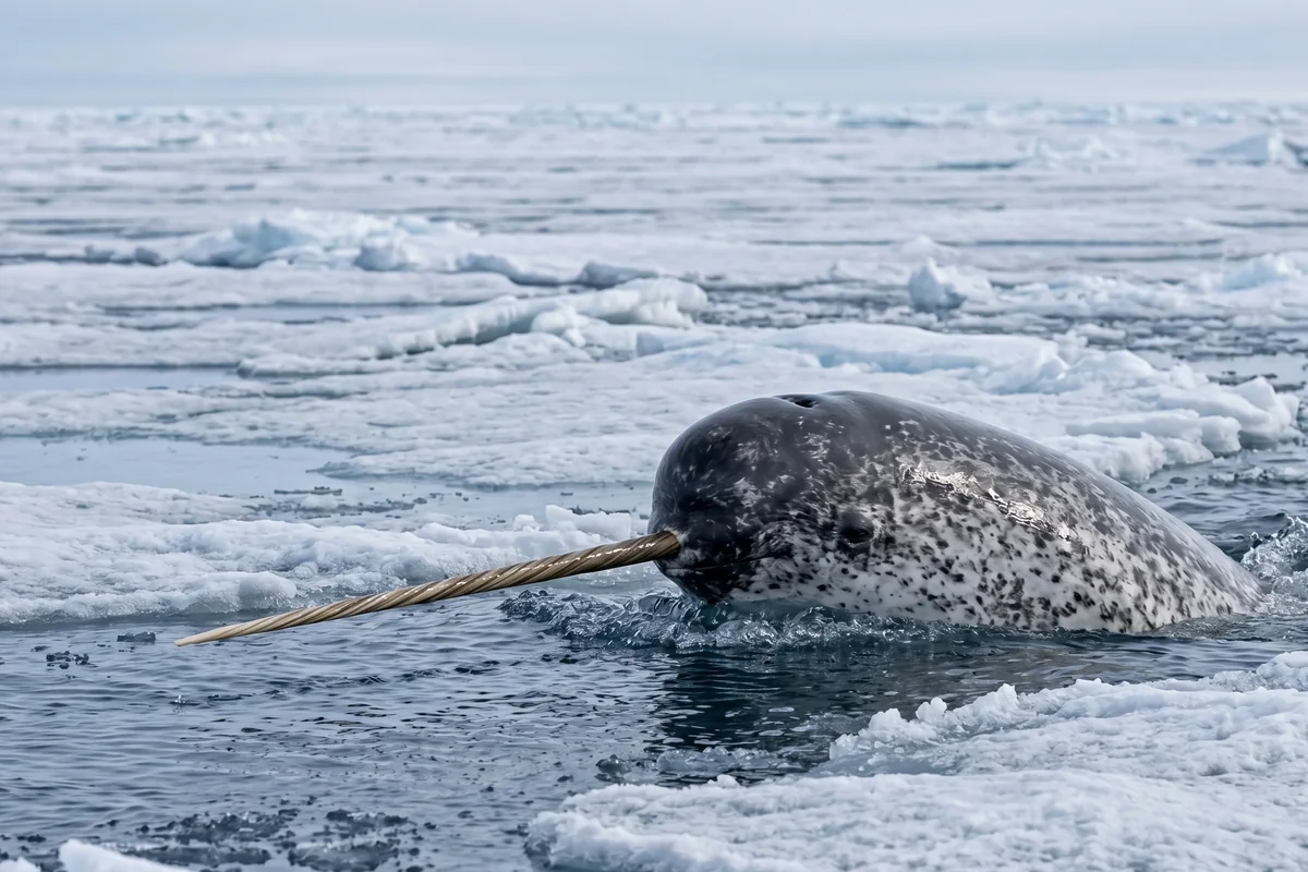 Illustration of a single narwhal surfacing among broken sea ice with its tusk extended forward