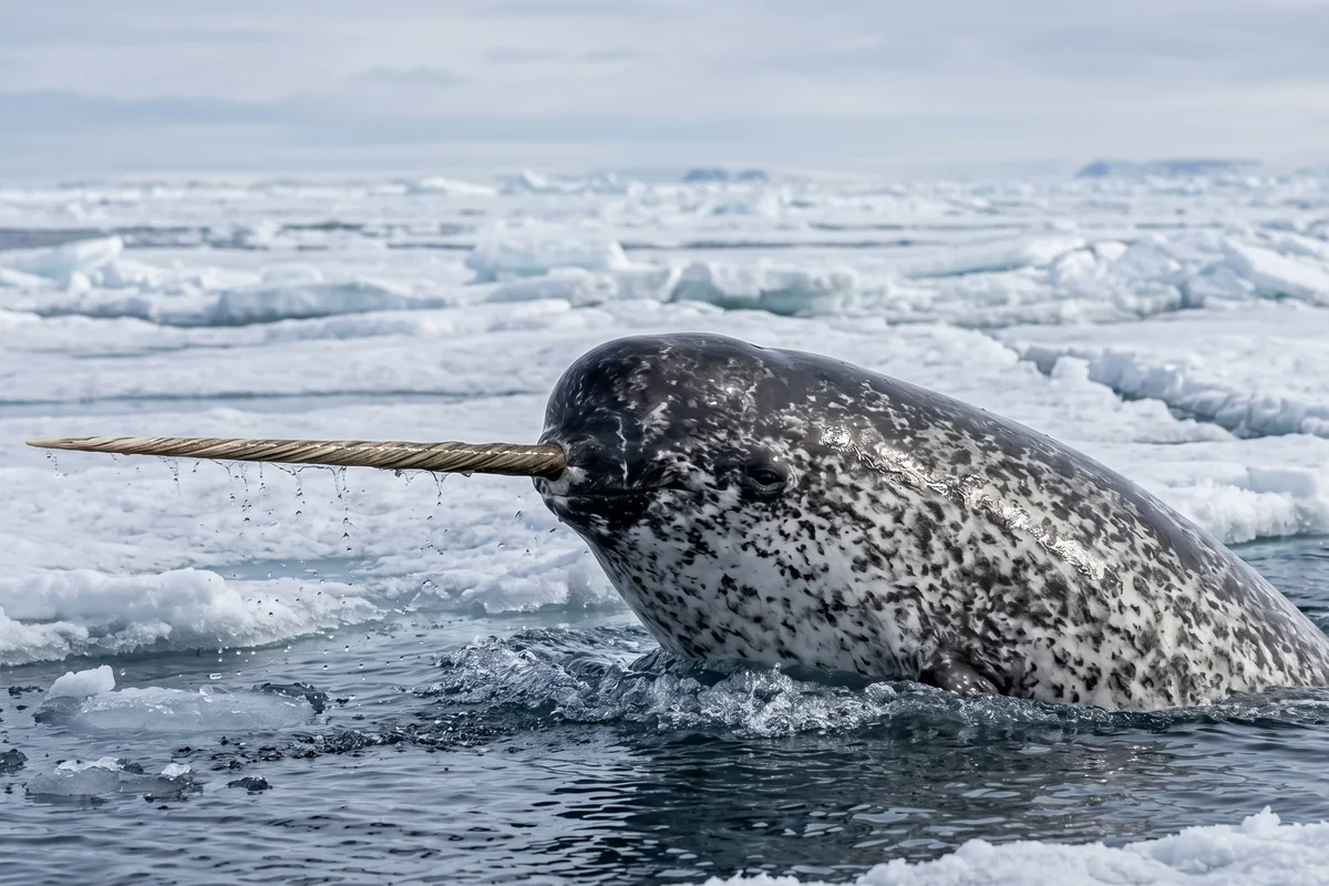 Illustration of a narwhal breaking the surface in open Arctic water, tusk angled forward