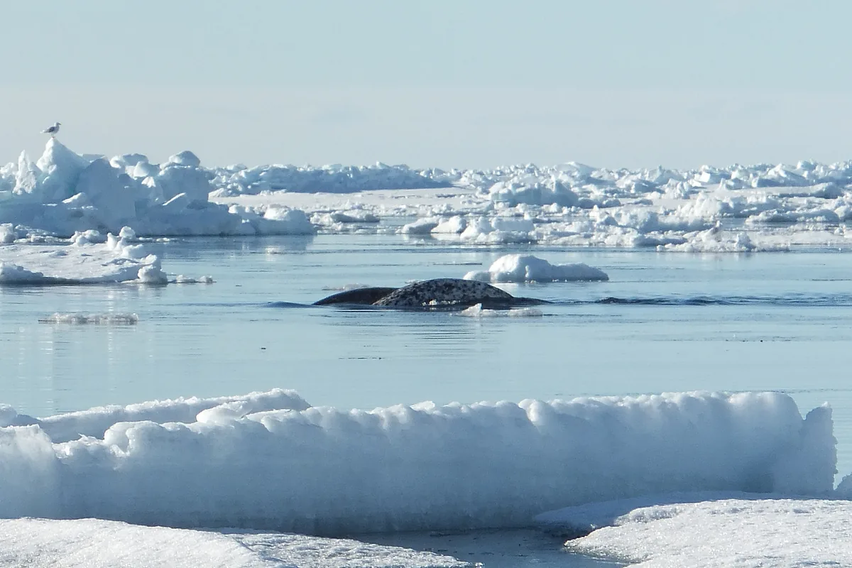 A narwhal swimming in a gap between land-fast ice and pack ice off Baffin Island
