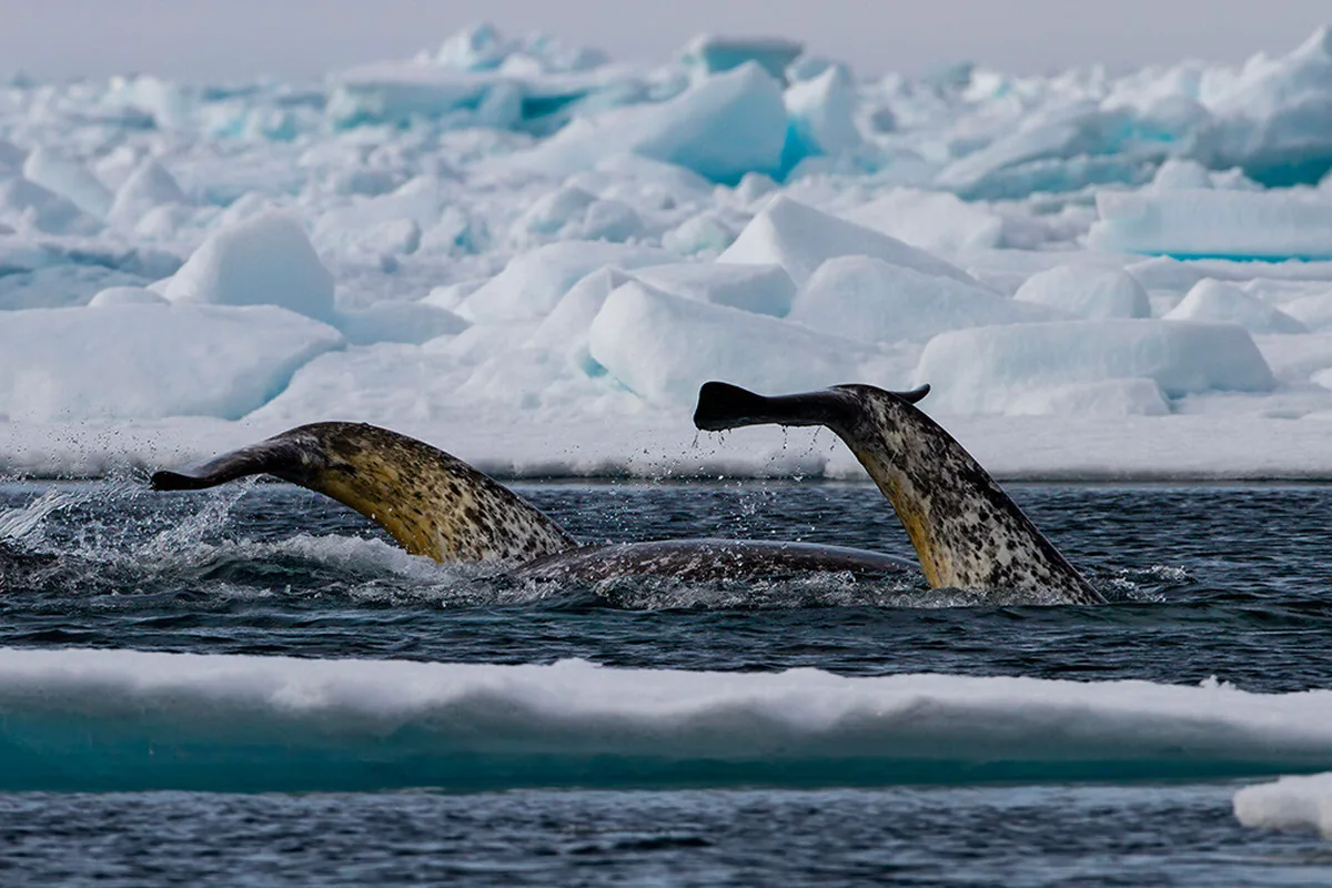 A narwhal's tail above the water surface in the Arctic