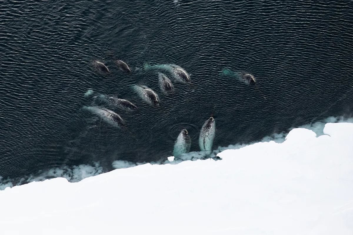 Narwhals off the coast of Franz Josef Land in the Russian Arctic