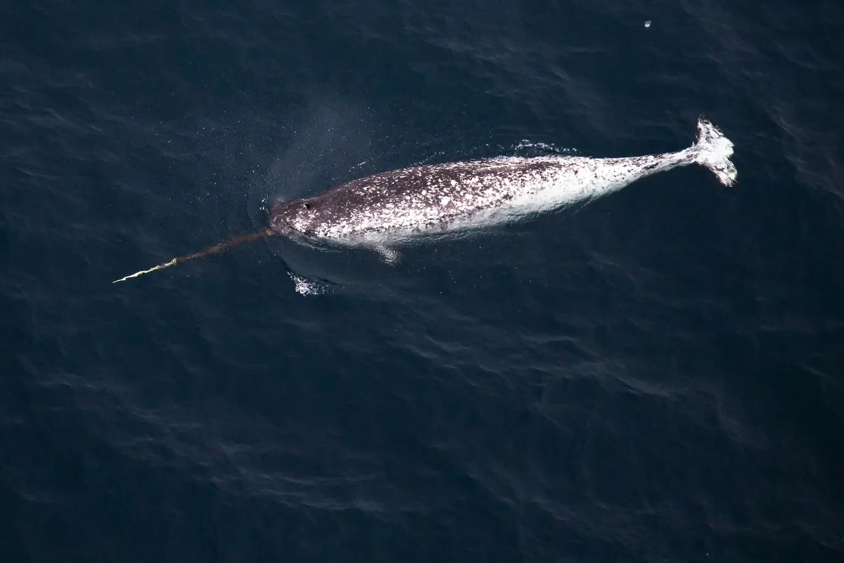 A narwhal surfacing in the Russian Arctic near Franz Josef Land
