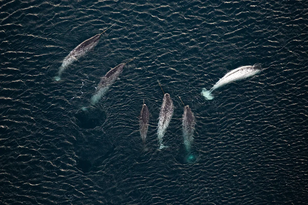 Individual narwhals in the Arctic, photographed near Franz Josef Land
