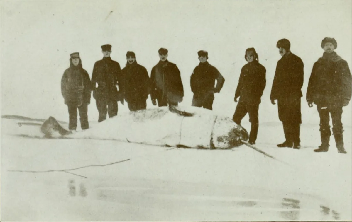 A historical engraving of a narwhal killed in Admiralty Inlet