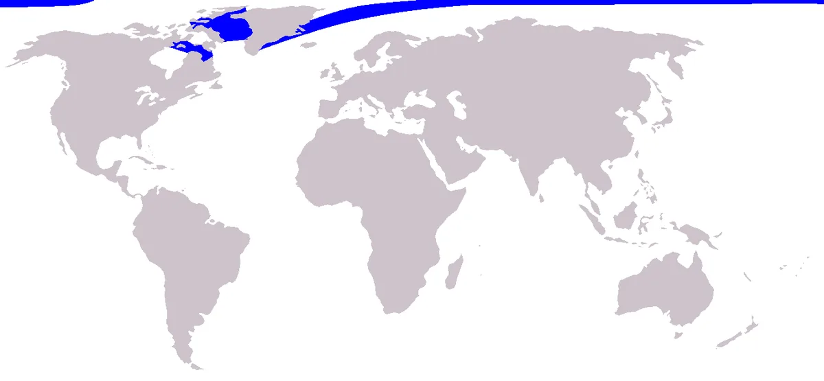 World map highlighting the narwhal's distribution across the Arctic Ocean
