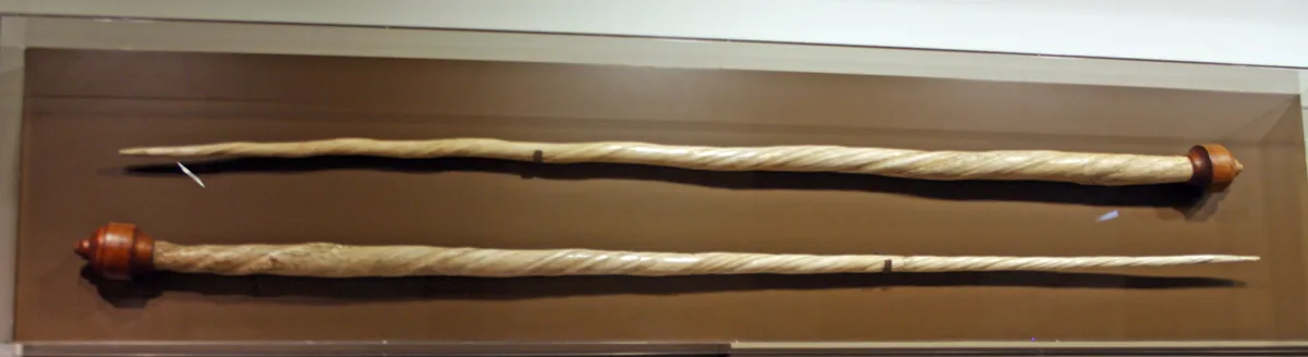 Narwhal tusks shown as museum specimens, illustrating their length and spiral