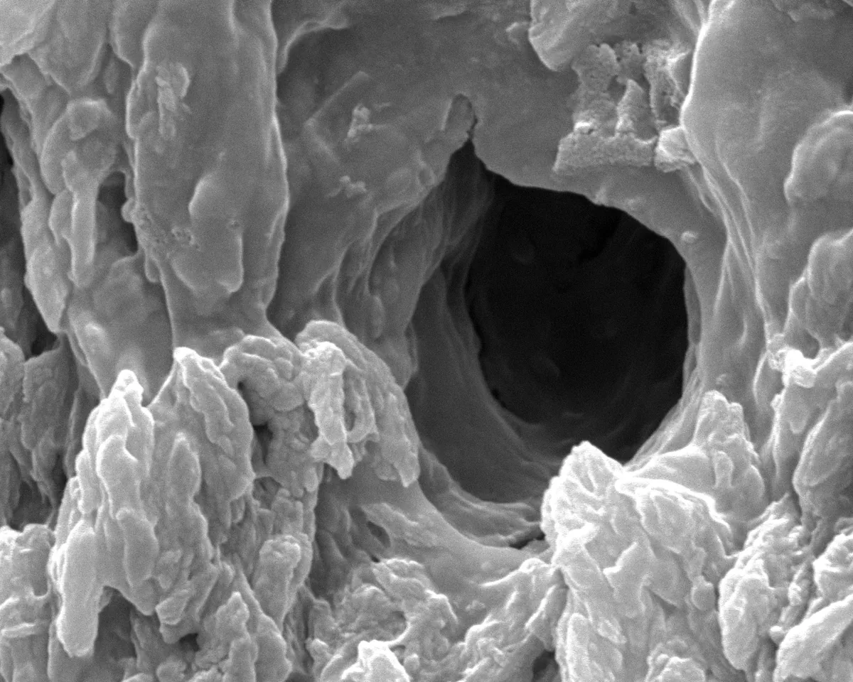 Cross-section detail of a narwhal tusk showing its internal dentine tubules