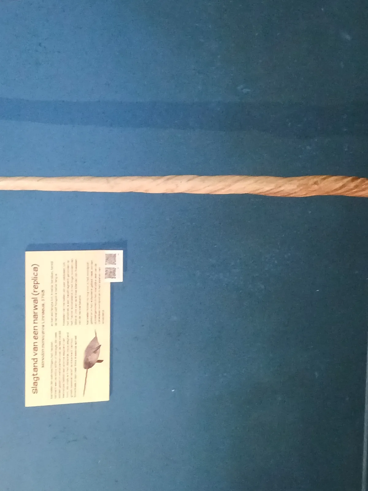 A preserved narwhal tusk on display, showing its full length