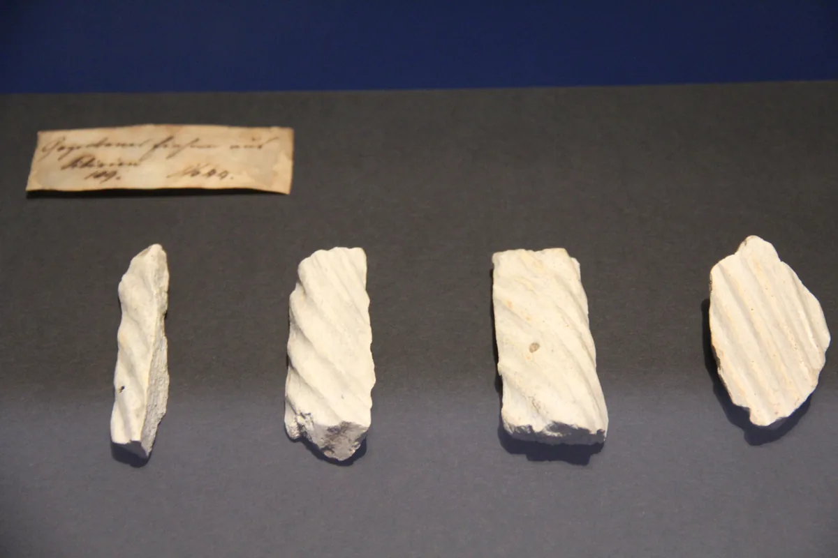 A narwhal tusk historically excavated and once mistaken for a 'unicorn' horn