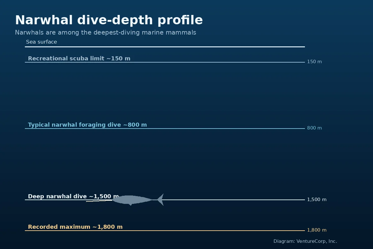 Diagram of the narwhal's dive-depth profile, reaching about 1,500 metres