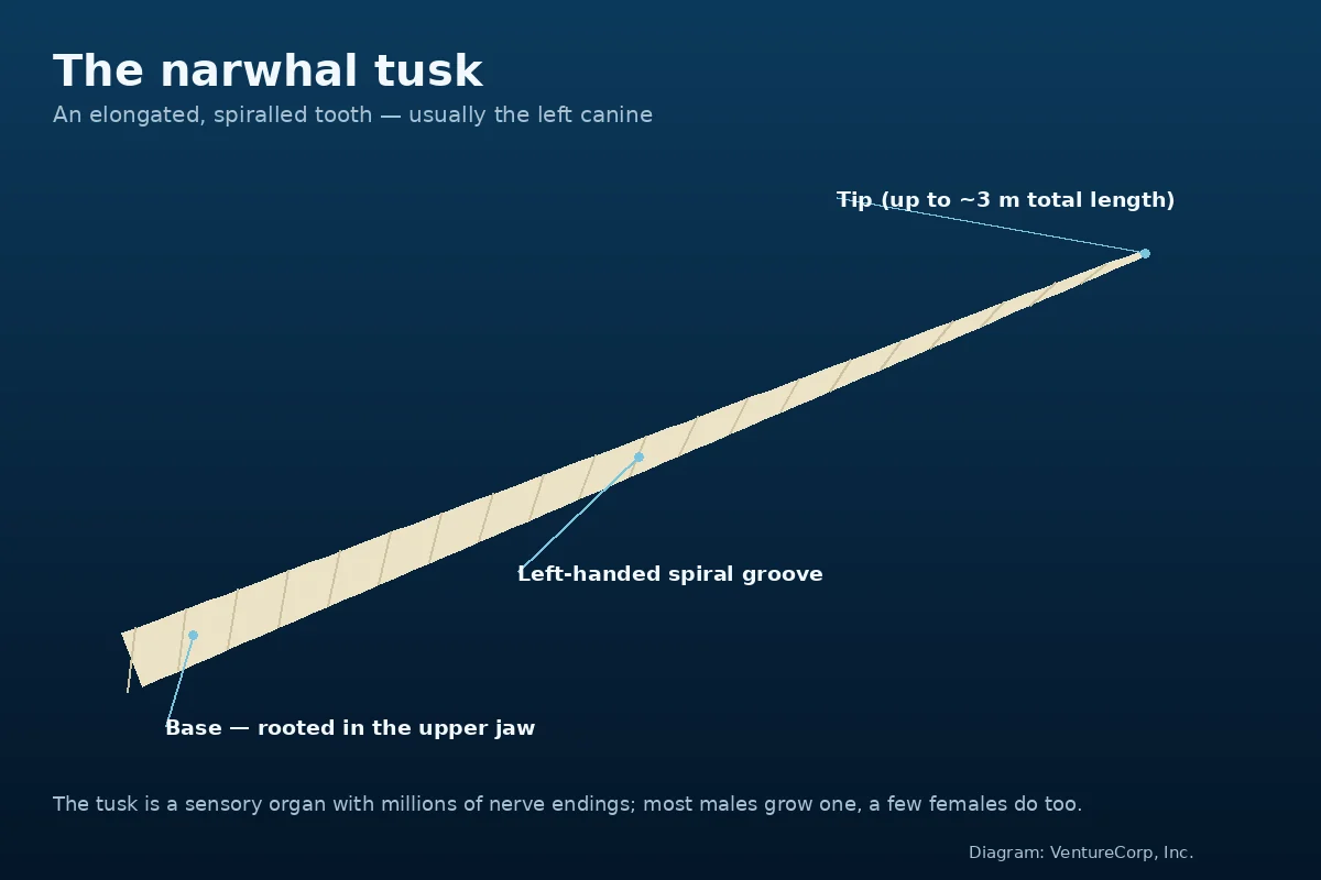 Labeled diagram of the narwhal tusk: a spiralled, elongated tooth up to ~3 m