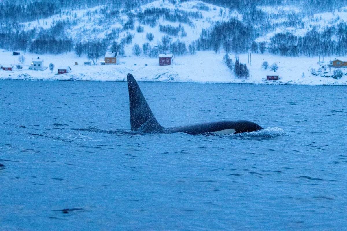 Majestic orca swimming in a snowy fjord with scenic winter backdrop.