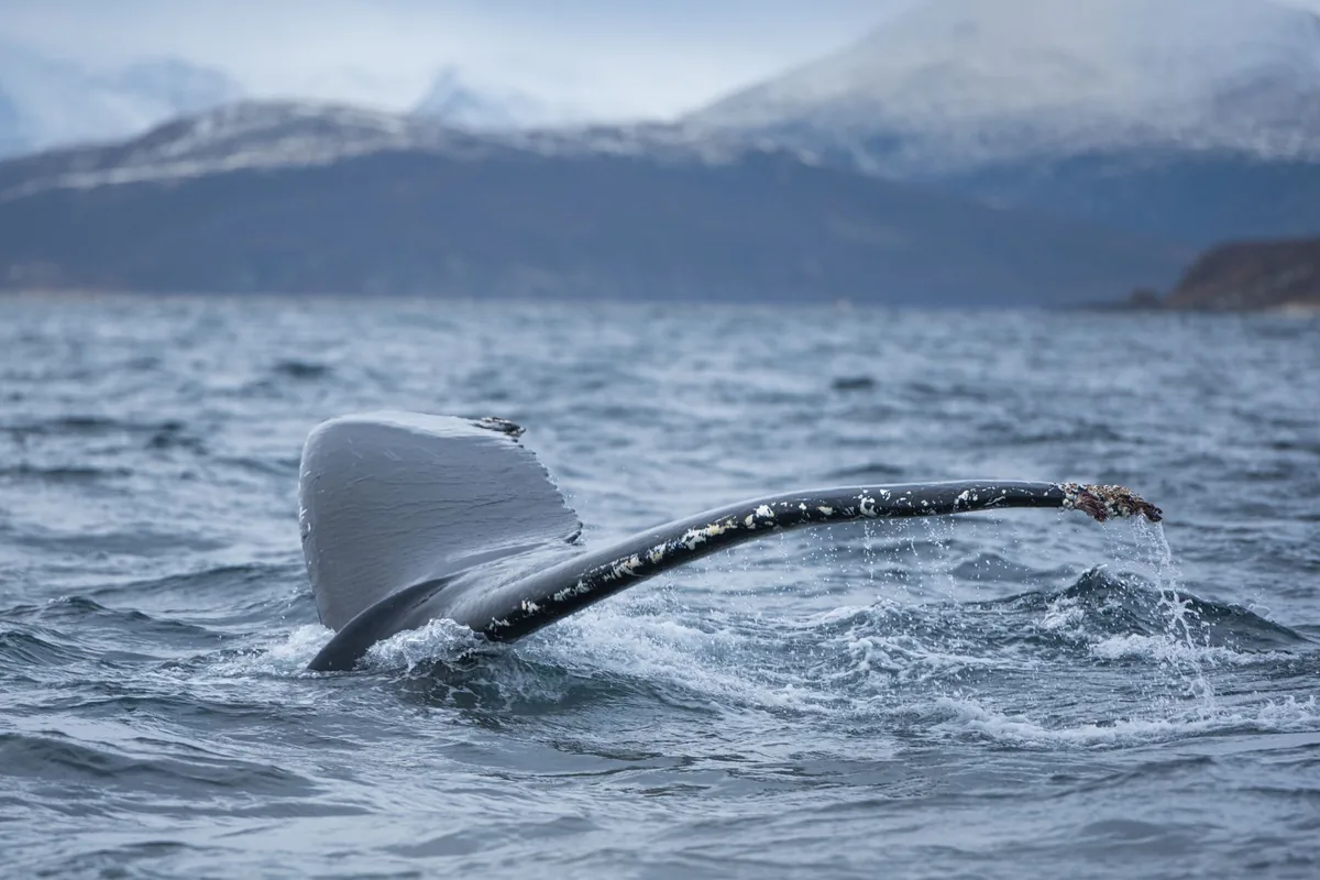 Majestic humpback whale tail emerging from cold Arctic waters in Norway's scenic landscape.