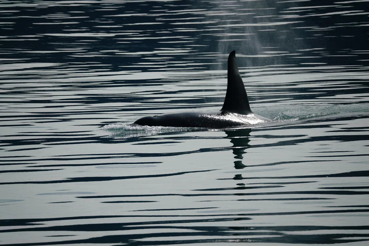 An orca swimming gracefully in the ocean, showcasing the beauty of marine wildlife.