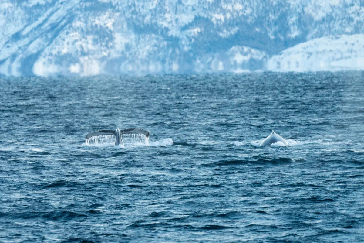 Whale tail rises from Arctic waters against snowy mountains in Skjervoy, Norway.