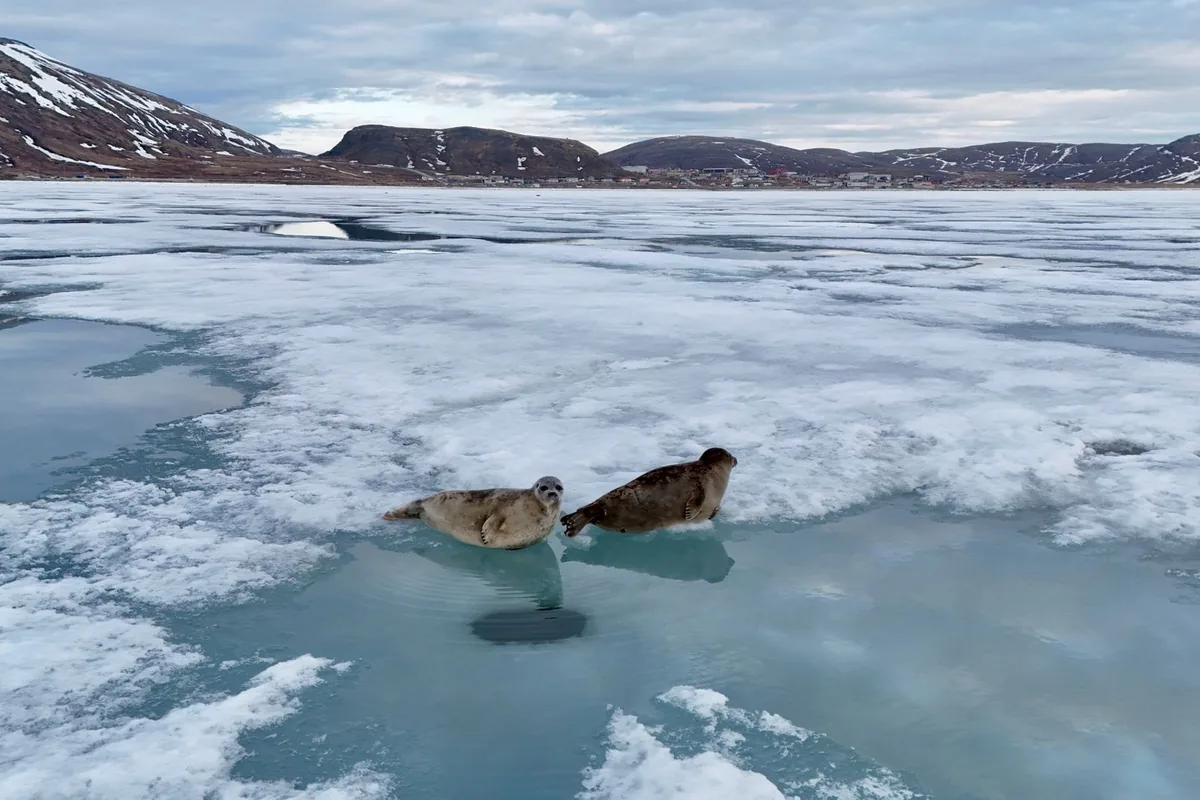 Two seals resting on icy waters in a serene Arctic environment, showcasing winter's beauty.