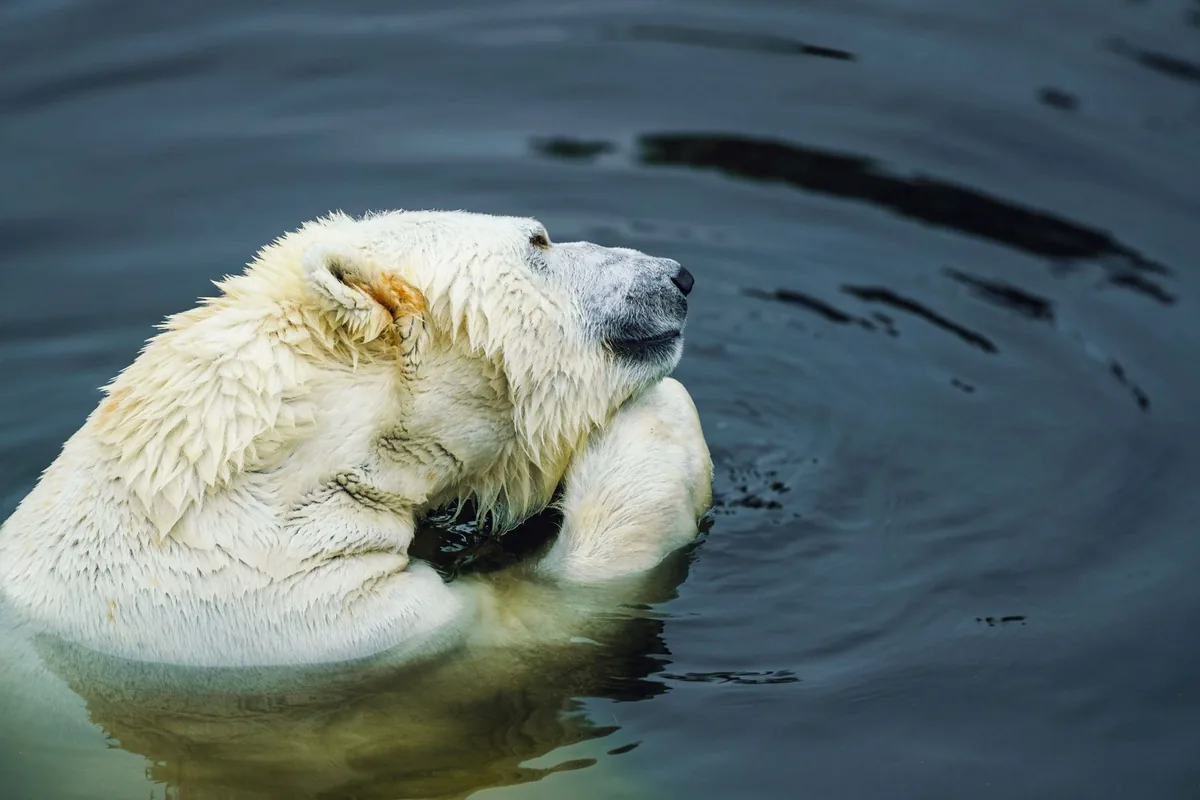 A polar bear peacefully floating in cold, tranquil waters. Wildlife photography captures the essence of the Arctic.