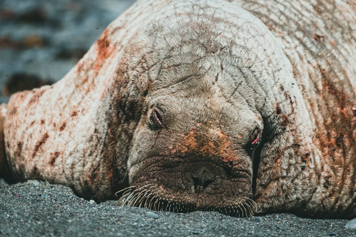 Close-up image of a walrus resting on a sandy beach, showcasing its rough skin texture.