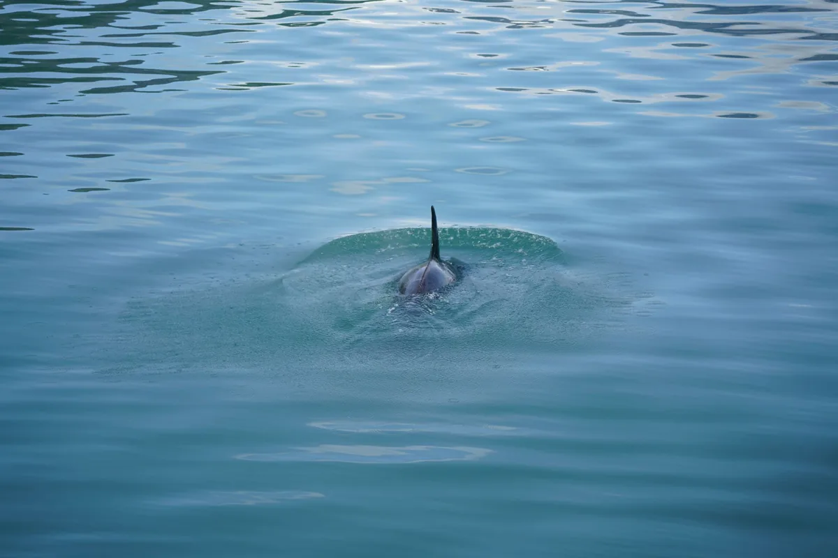 An orca's fin surfacing in tranquil ocean in bright daylight.